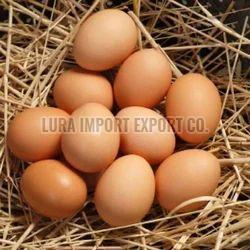 Desi Brown Egg for Human Consumption