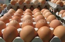 Brown Poultry Egg for Human Consumption