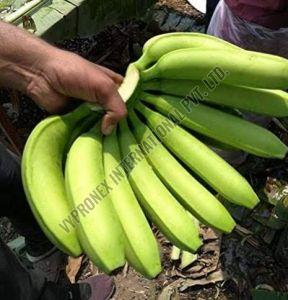 A Grade G9 Green Banana, Packaging Type : Carton Box