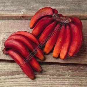 A Grade Red Banana, Packaging Type : Carton Box, Taste : Sweet