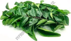 Curry Leaves, Color : Green