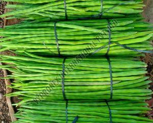 Fresh Green Drumstick, Storage Tips : Keep In Cold Storage