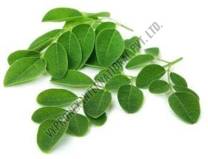 Moringa Leaves, Color : Green for Tea Making, Culinary Purposes