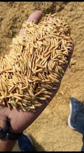 Organic Paddy Rice Seeds, Seed Type : Hybrid