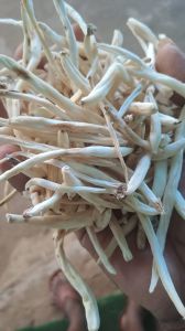 Safed Musli, Form : Loose, Variety : Herbal, Pure, Purity : 100%