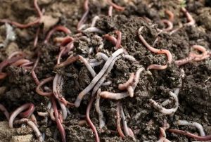 10kg High-Nutrient Cow Dung Vermicompost, Form : Crumbly