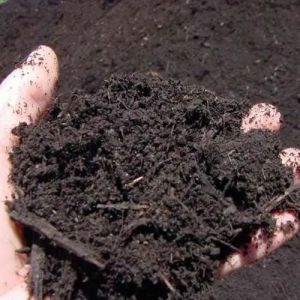 Vermicompost