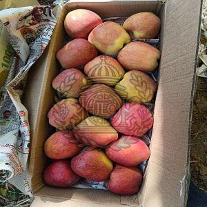 A Grade Fresh Kashmiri Apple, Color : Red, Packaging Type : Box