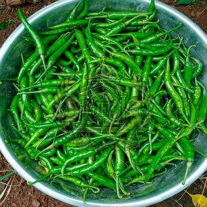 Fresh Spicy Green Chilli, Packaging Type : Bag for Cooking