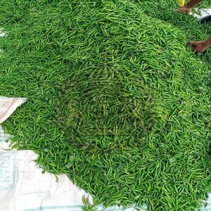Indian Fresh Green Chilli, Packaging Type : Bag for Cooking