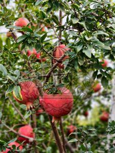 Pomegranate, Shape : Round, Taste : Sweet Tart