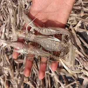 Premium Dried Ribbon Fish, Packaging Type : Vacuum-sealed