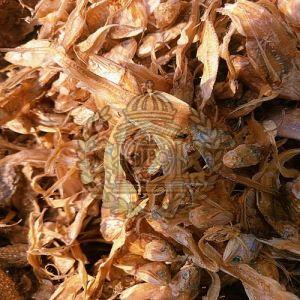 Whole Brown Dried Ribbon Fish, Packaging Type : Vacuum-sealed
