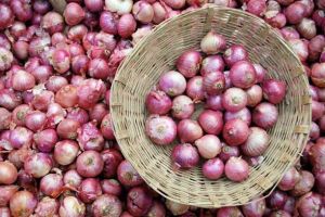 Fresh Red Onion, Shape : Round, Form : Whole