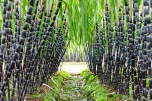 Fibrous Fresh Sugarcane 2-4 Cm