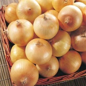 Fresh Yellow Onion, Shape : Round, Packaging Type : Gunny Bag