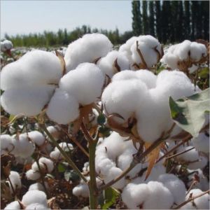 Premium Raw Cotton, Color : White, Purity : 99% Purity