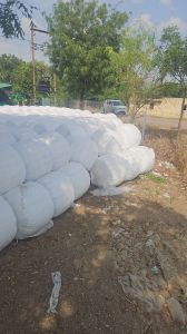 Maize Silage