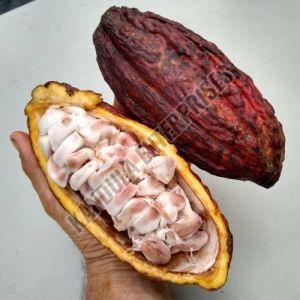 Premium Cocoa Fruit