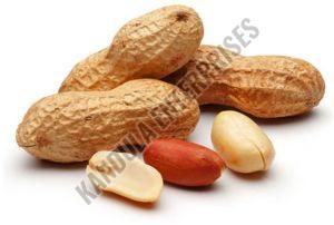 Groundnut Seeds