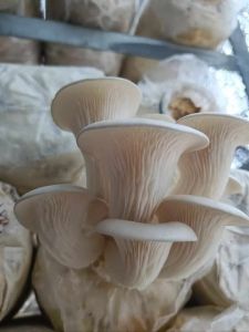 Organic Oyester Mushroom