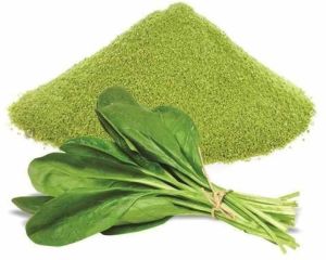 Dehydrated Spinach Leaves Powder