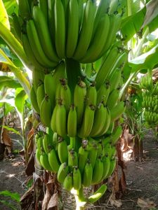 Fresh G9 Green Banana Corrugated Box for Human Consumption
