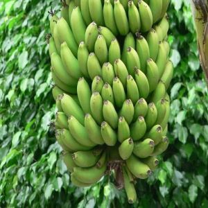 Natural A Grade Green Banana, Packaging Type : Corrugated Box