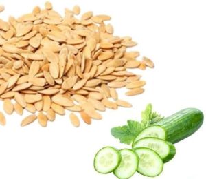 Cucumber Seeds, Condition : Fresh, Quality Available : A Grade