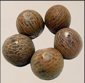 Betel Seeds, Form : Whole for Human Consumption