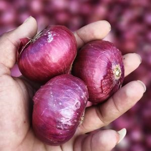 Red Onion