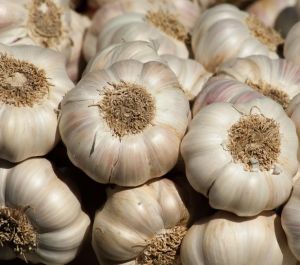 Raw White Garlic for Cooking, Seasoning, Medicinal Purposes