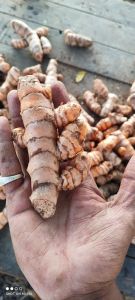 Fresh Turmeric