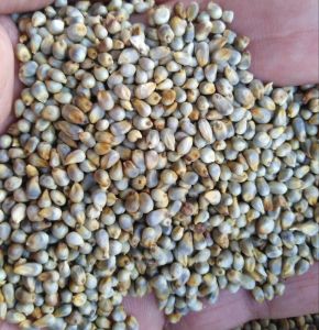 Bajra Millet Seeds, Color : Natural Brown for Healthy Meal Cooking