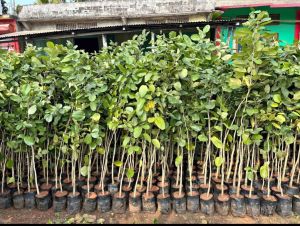 Red Sandalwood Plants