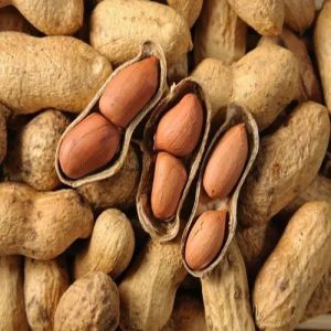 Peanut For Cooking, Snacking, Oil Extraction