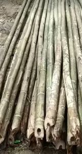 Bamboo Bamboo