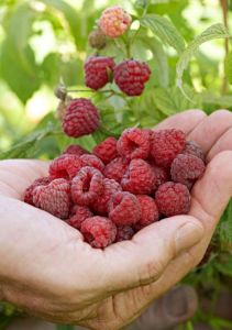 Air Dried Organic Raspberry, Grade : Food Grade