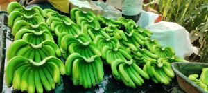 Fresh Banana, Packaging Size : 13kgs To 18 Kgs, Packaging Type : Box