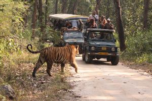 Tiger Safari Tour Package