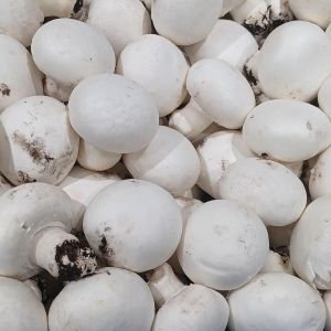 White Natural Fresh Button Mushrooms