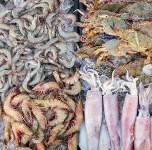 Frozen Squid, Packaging Type : Carton Boxes