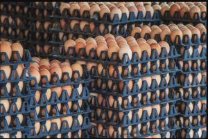 Country Chicken Brown Eggs Fresh, Packaging Type : Caret, Tray