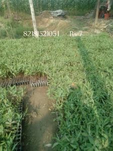 Eucalyptus Plants, Flower Color : Green for Gardening, Decoration