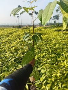 Mahogany Plant Mahogany Plant