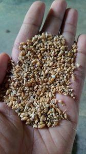 Wheat Chaff Broken Wheat Chaff Broken