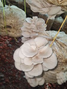 Oyster Mushroom,  Packaging Size : 250 Gm, 500 Gm