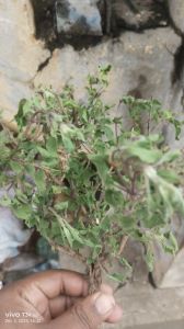 Tulsi Dry Extract- Ocimum Sanctum