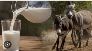 Donkey Milk