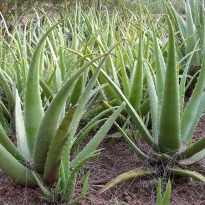 Aloevera